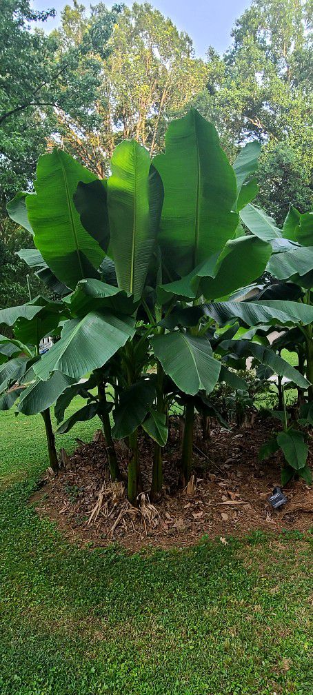 Banana Tree Bulbs Bogof $10 Small Medium Large 
