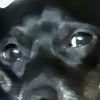 Dave