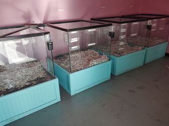 Dog Kennel