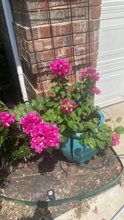 Bouganvilla