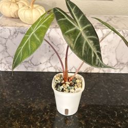 Live Plant 🌱 Alocasia Pink Dragon 