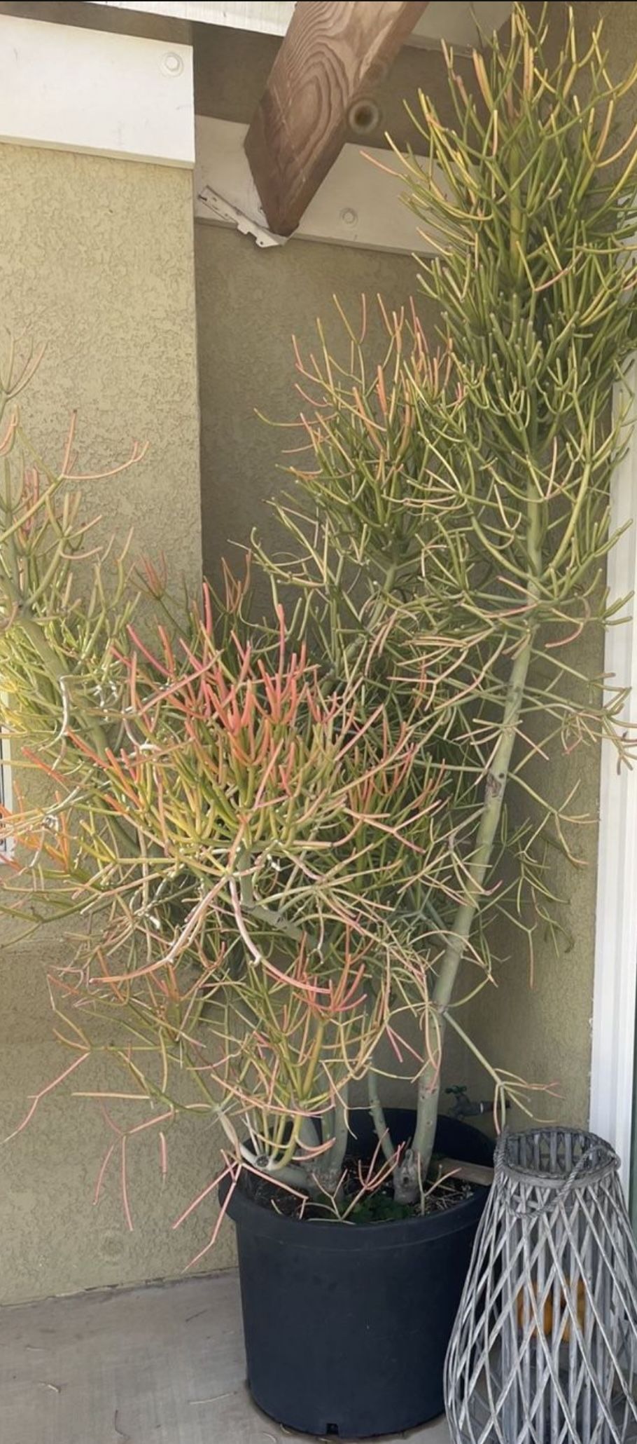 9” Foot Fire stick. Camping & Hiking