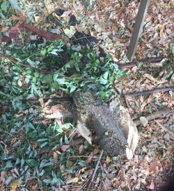 Fire wood and kindling free