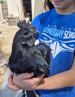 Ayam Cemani