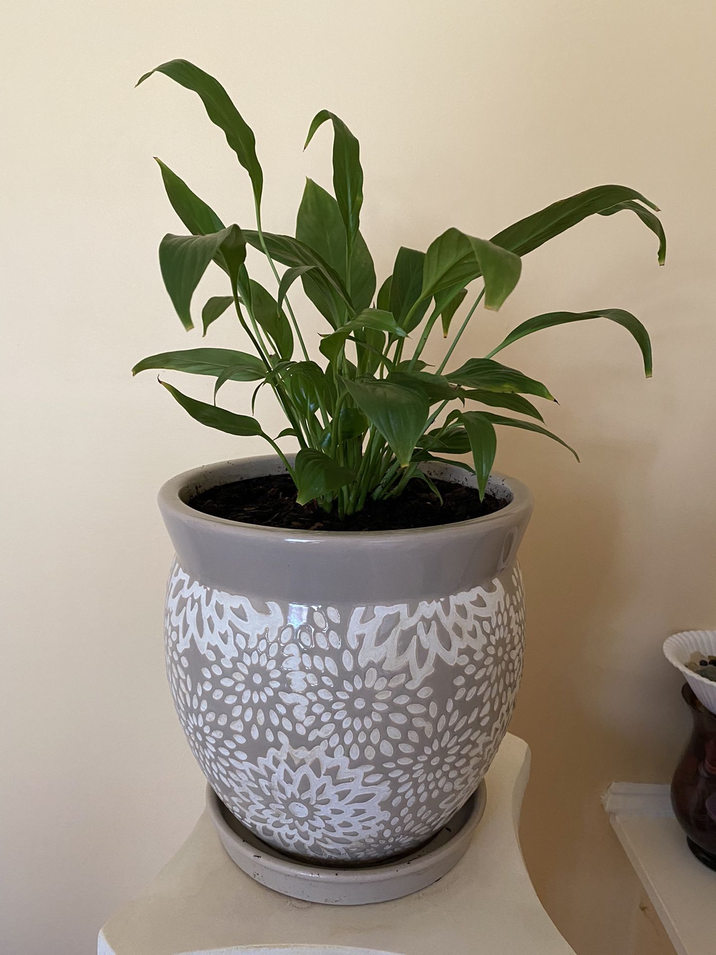 Lily plant in ceramic pot