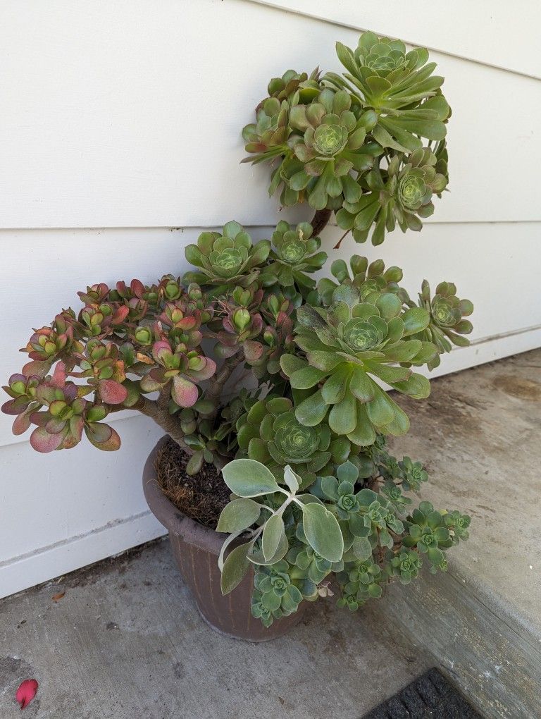 Beautiful Succulent In A 8inch Pot