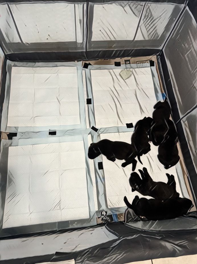 Play Pen