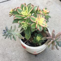 Assorted Plants In Ceramic Pot