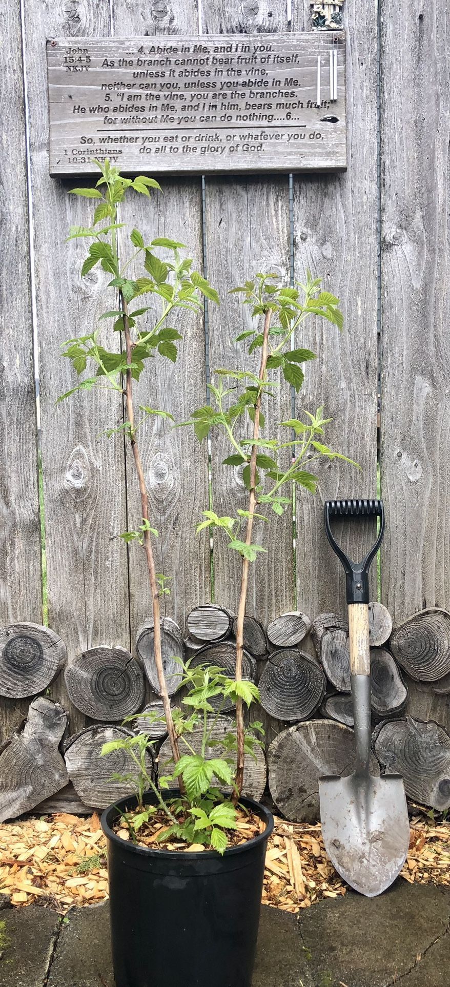 Everbearing Red Raspberry Plants