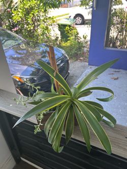 Plant