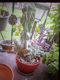 Large Potted Cactus in Red Ceramic Pot