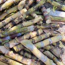 Sugarcane Cuttings For Planting/plants Also Available 