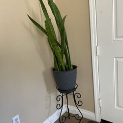 Snake Plant Medium