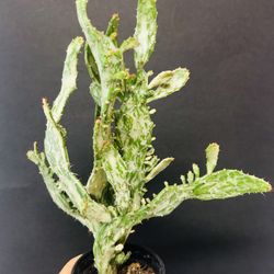 SUMMER SALE‼️ RARE Tropical Plants! 