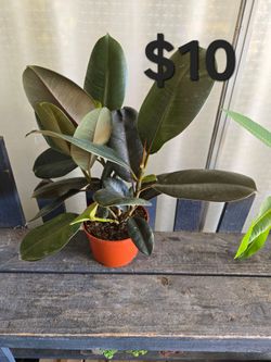 Rubber tree