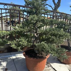 Bonsai Juniper Bigger 