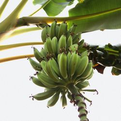 Banana Tree Plant