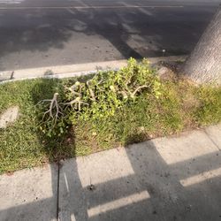 Free Jade Plant Clippings 