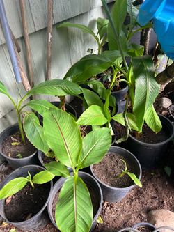 banana plant