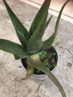 Sábila penca gruesa