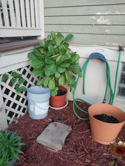 Great EASY TO CARE FOR PLANT