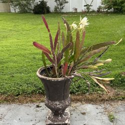 Flower Pot With Nightingale plant included