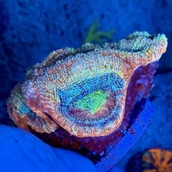 Master BowerBanki (cut to order)