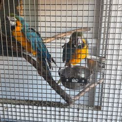 macaw cage