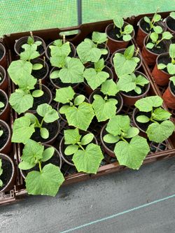 Cucumber Plants