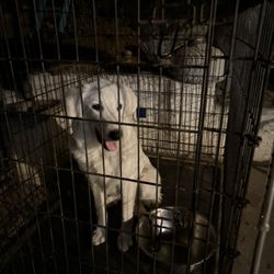 Cage For Dog