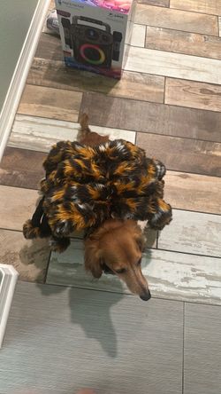 Small dog spider costume. $5