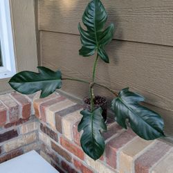Unusual Plant: Philodendron Squamiferum