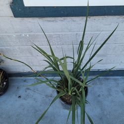 Flax Lily 
