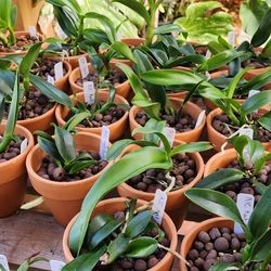 Cattleya Orchid Seedlings