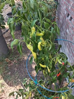 Pepper plant