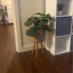 House Plant (fake) 