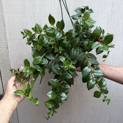 6” Blooming Lipstick Plant 