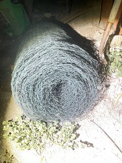 Chicken wire 4x75ft?