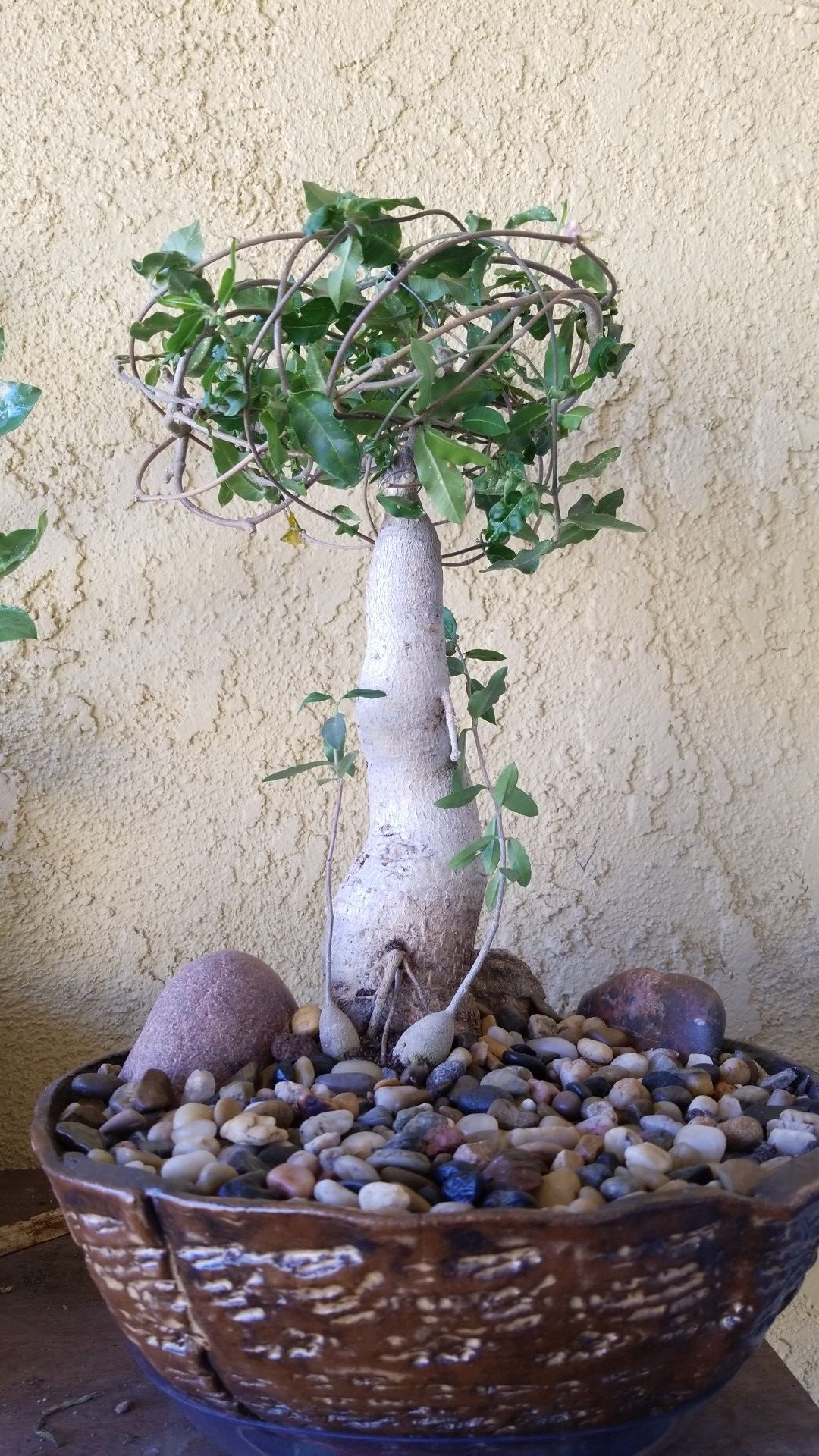 Fockea Edulis Bonsai (Rare) for Sale in Ontario, CA - OfferUp