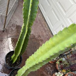 Peruvian Apple Cactus