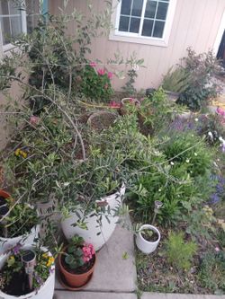 Olive  tree