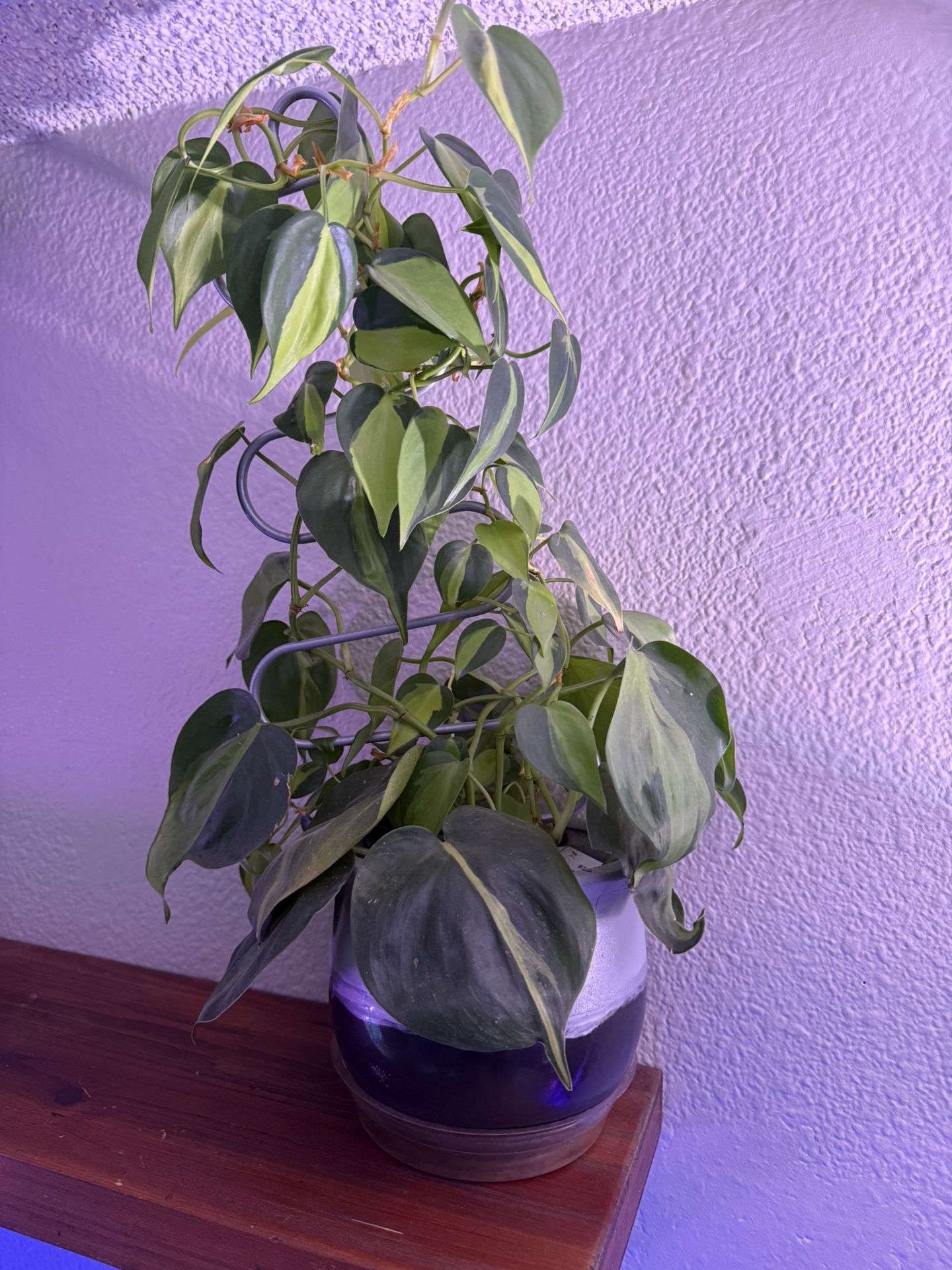 The plant in the image is a Philodendron 'Brazil' (or Philodendron hederaceum 'Brazil'), With Pot