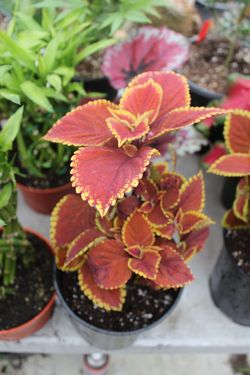 Coleus
