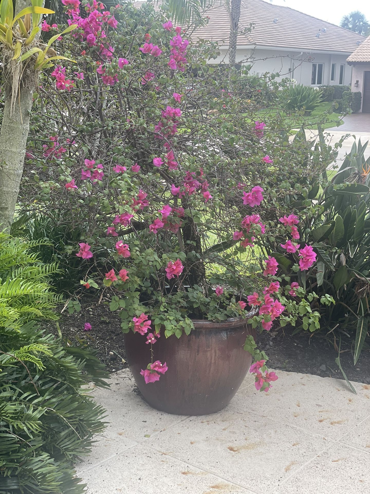 Outdoor Plants