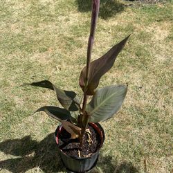 Red Canna Lily In 3gal pot,  $16