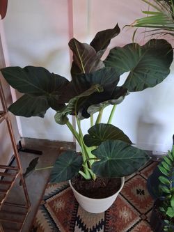 Alocasia Regal Shield