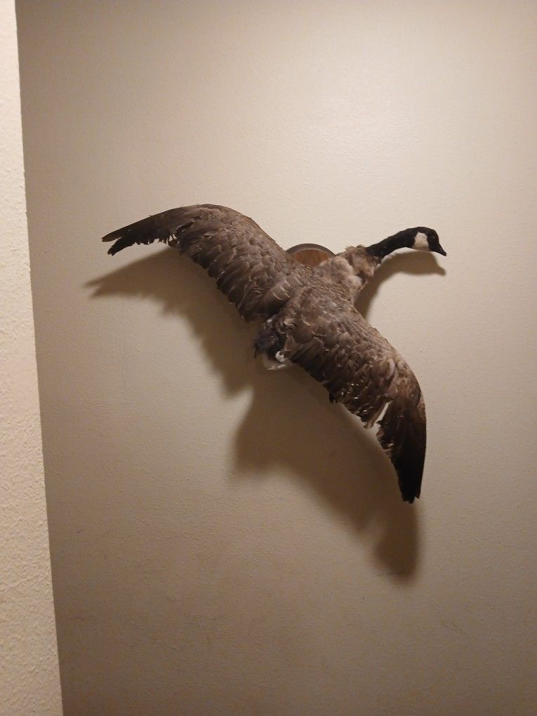 Canadian Goose  Mount