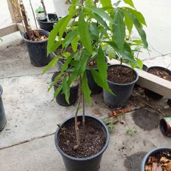 arbolito de sapote blanco