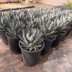 Blue Glow Agave 5 Gal