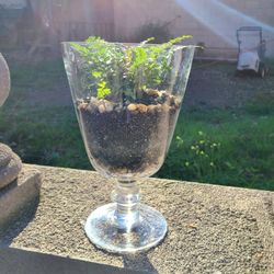 Terrarium With Fern And Succulents 
